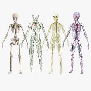 3D Boy Body Anatomy Collection model