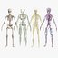 Körperanatomie-Sammlung für Jungen