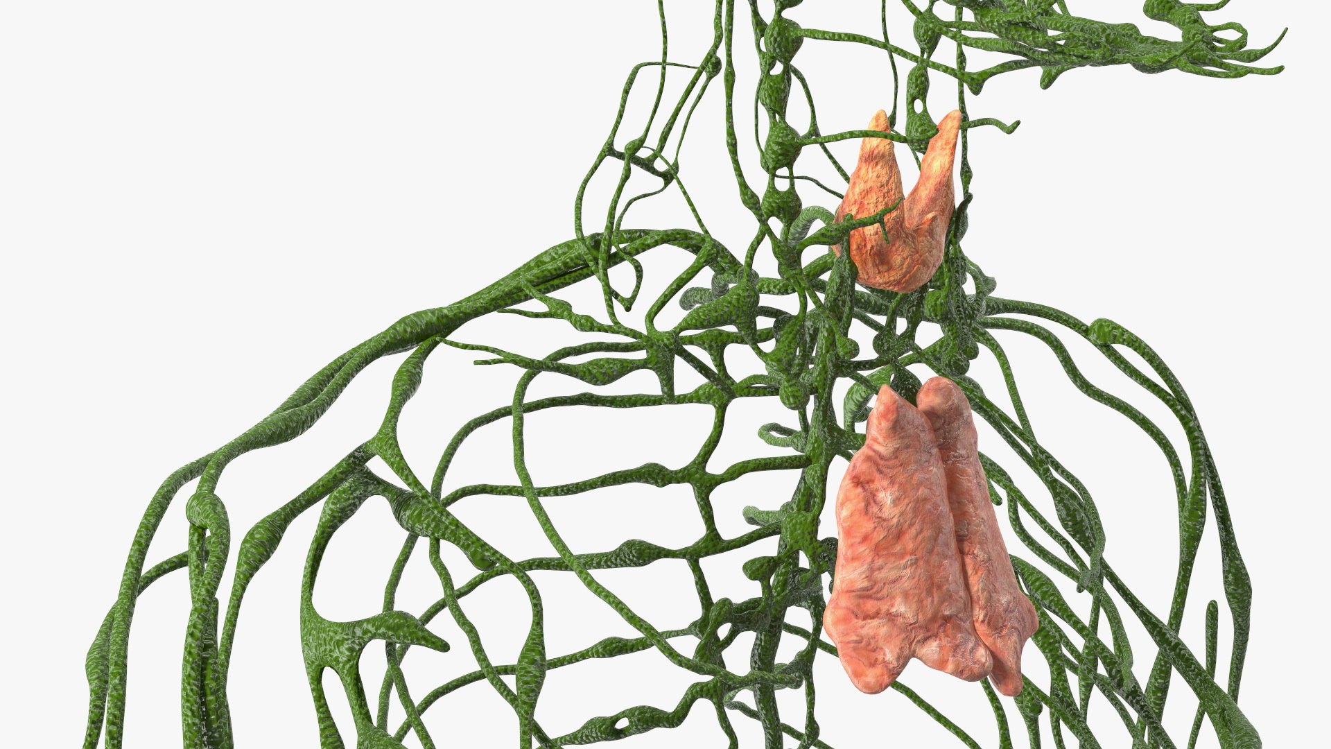 3D Boy Body Anatomy Collection model https://p.turbosquid.com/ts-thumb/xp/MsdDYy/bc/boybodyanatomycollection3dmodel018/jpg/1647438759/1920x1080/fit_q87/8b77fa97ccf0a3f551f9fa873b75fbd1d6b999d7/boybodyanatomycollection3dmodel018.jpg