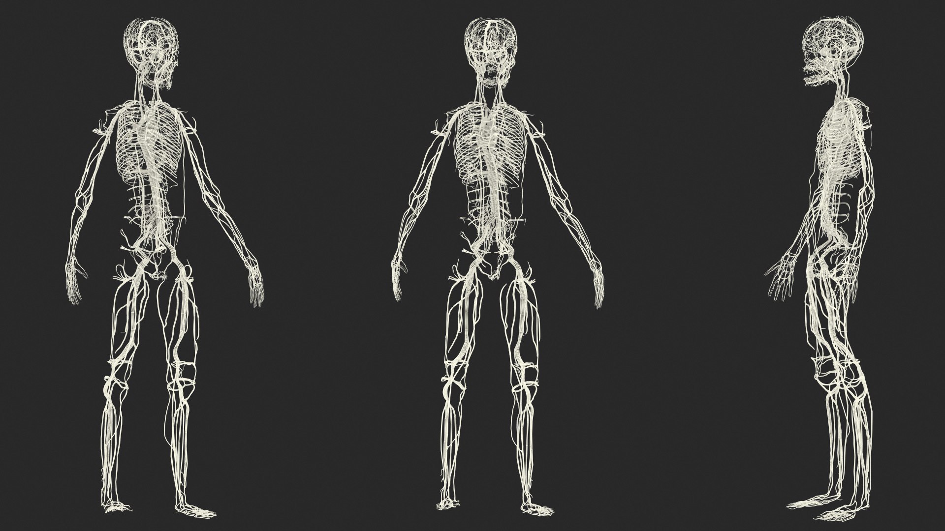 3D Boy Body Anatomy Collection model https://p.turbosquid.com/ts-thumb/xp/MsdDYy/dP/boybodyanatomycollection3dmodel089/jpg/1647438983/1920x1080/fit_q87/c34f34103f239b036599ca0ba4abb50c999566b6/boybodyanatomycollection3dmodel089.jpg
