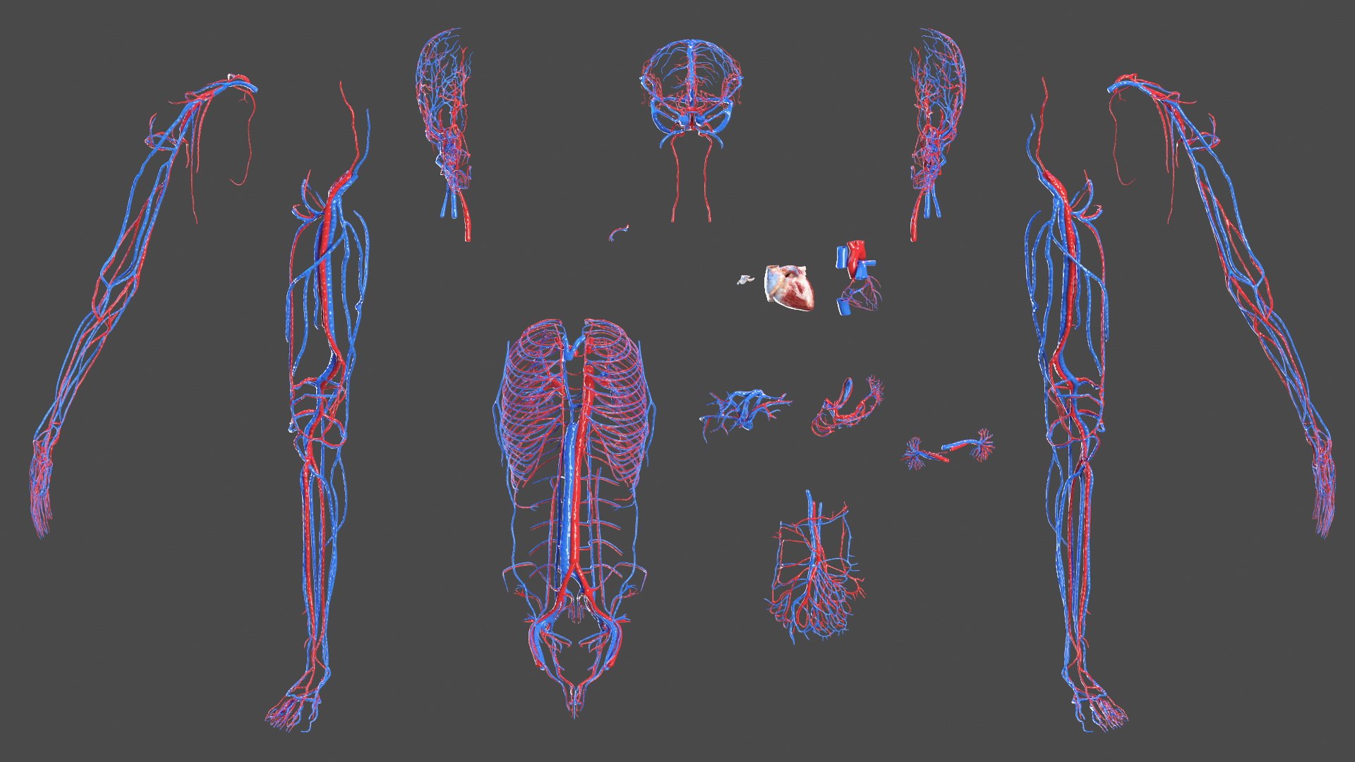 3D Boy Body Anatomy Collection model https://p.turbosquid.com/ts-thumb/xp/MsdDYy/eJ/boybodyanatomycollection3dmodel032/jpg/1647438803/1920x1080/fit_q87/25749c94123c1f0b343e9034da15d621c96e5f5f/boybodyanatomycollection3dmodel032.jpg