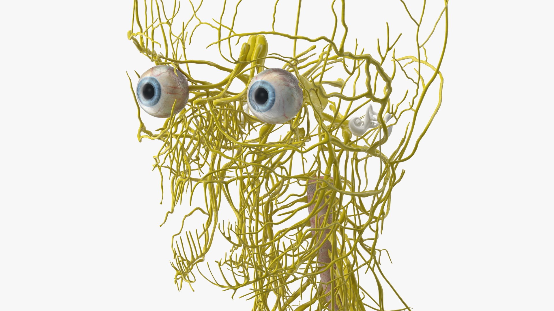 3D Boy Body Anatomy Collection model https://p.turbosquid.com/ts-thumb/xp/MsdDYy/eo/boybodyanatomycollection3dmodel062/jpg/1647438899/1920x1080/fit_q87/335c0e76d492038eafdc88a5fb857122314c43d7/boybodyanatomycollection3dmodel062.jpg