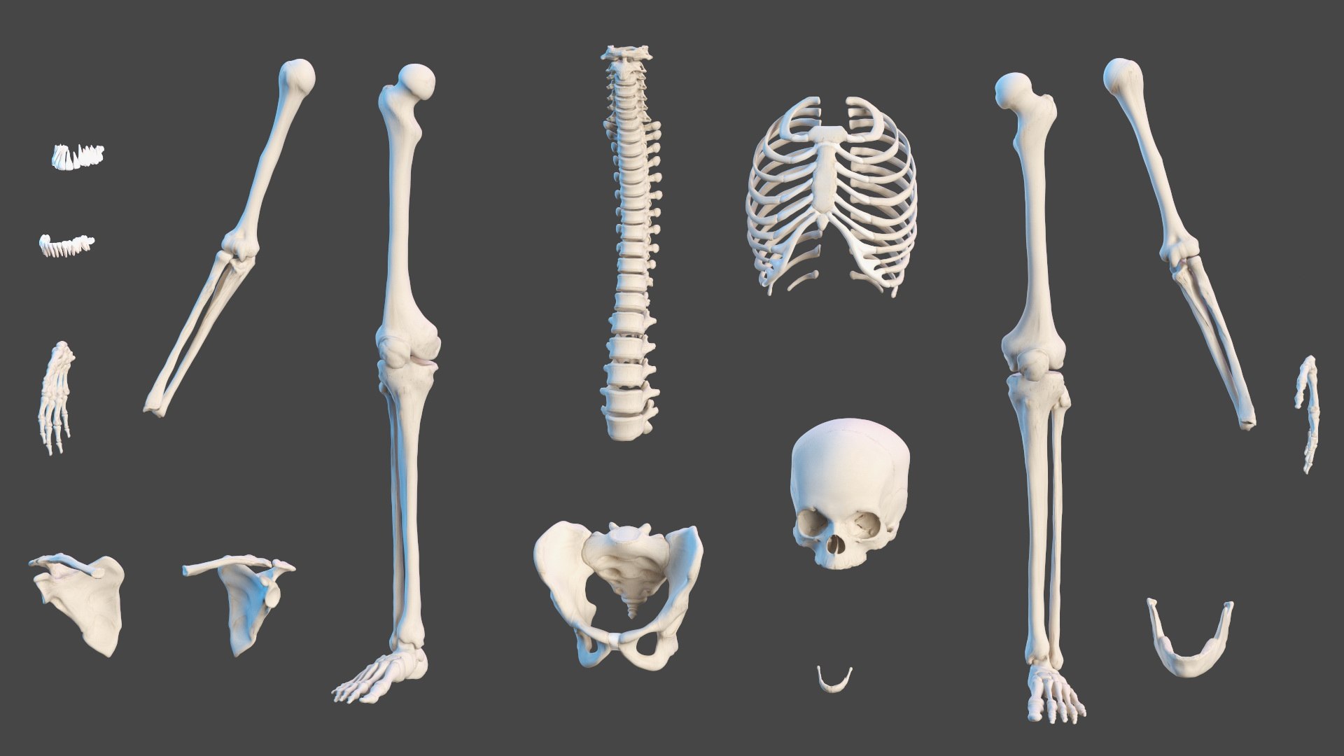 3D Boy Body Anatomy Collection model https://p.turbosquid.com/ts-thumb/xp/MsdDYy/eq/boybodyanatomycollection3dmodel075/jpg/1647438939/1920x1080/fit_q87/e86498d14eb6f0d3f838c1a69108ce4d7cb71ef4/boybodyanatomycollection3dmodel075.jpg