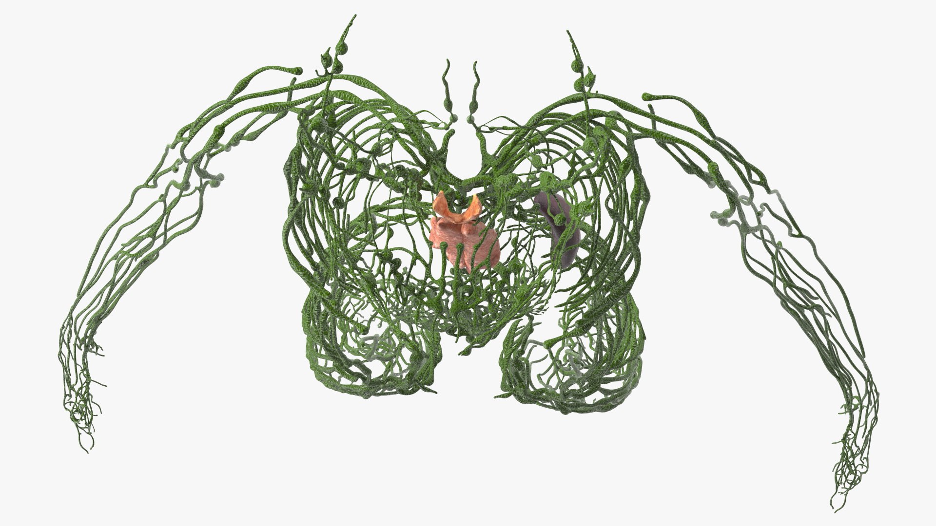 3D Boy Body Anatomy Collection model https://p.turbosquid.com/ts-thumb/xp/MsdDYy/gs/boybodyanatomycollection3dmodel020/jpg/1647438765/1920x1080/fit_q87/2396d144a3af602b5b2c472dee25303526885964/boybodyanatomycollection3dmodel020.jpg
