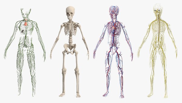 3D Boy Body Anatomy Collection model - TurboSquid 1868763