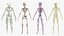 Körperanatomie-Sammlung für Jungen