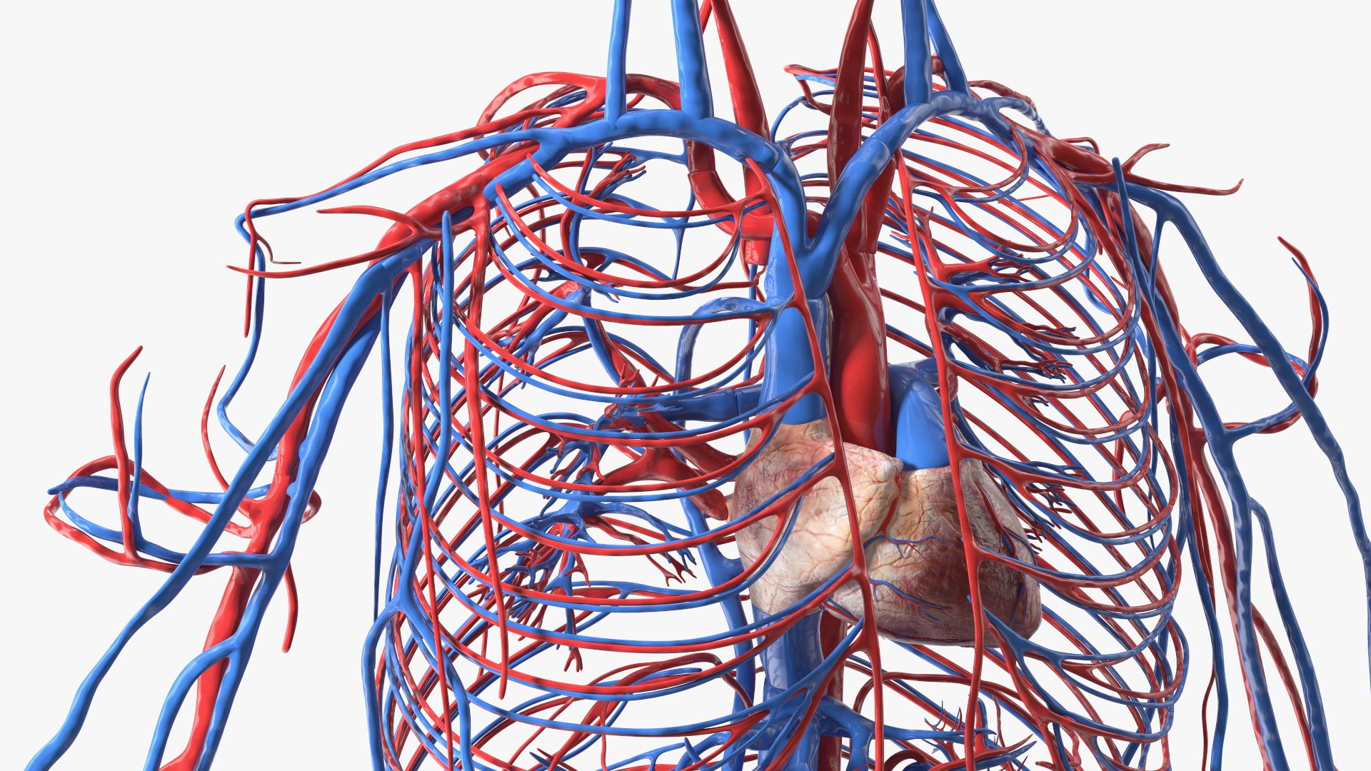 3D Boy Body Anatomy Collection model https://p.turbosquid.com/ts-thumb/xp/MsdDYy/io/boybodyanatomycollection3dmodel044/jpg/1647438842/1920x1080/fit_q87/5a94b03a773e81102ca137aa35deed0b3c4207df/boybodyanatomycollection3dmodel044.jpg