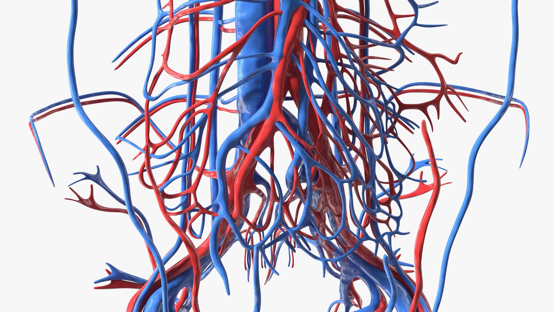 3D Boy Body Anatomy Collection model https://p.turbosquid.com/ts-thumb/xp/MsdDYy/kc/boybodyanatomycollection3dmodel046/jpg/1647438851/1920x1080/fit_q87/5c668d8d4cbe19c25f02bd112f9f848ca31c09c2/boybodyanatomycollection3dmodel046.jpg