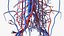 Körperanatomie-Sammlung für Jungen