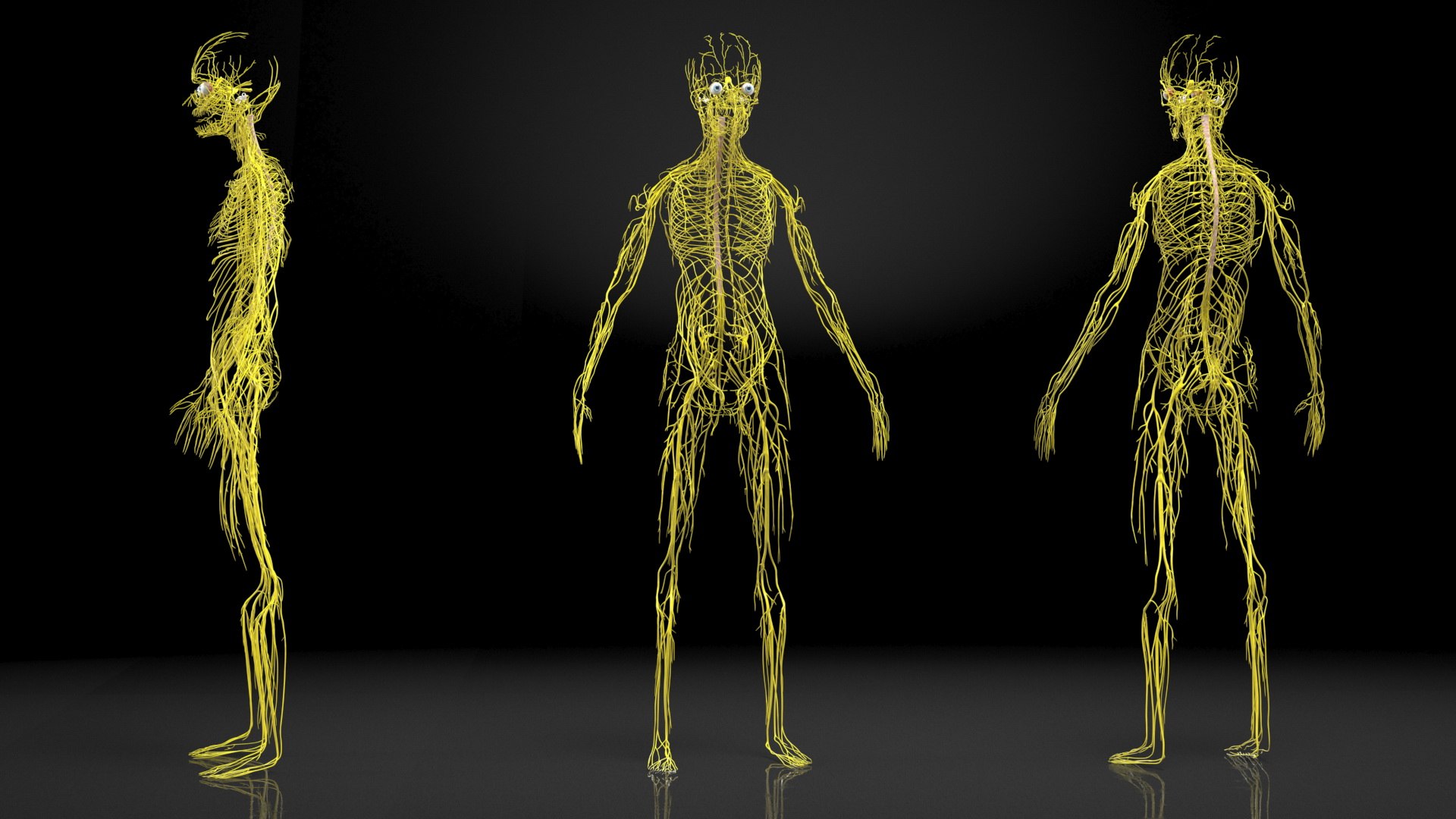 3D Boy Body Anatomy Collection model https://p.turbosquid.com/ts-thumb/xp/MsdDYy/nH/boybodyanatomycollection3dmodel058/jpg/1647438887/1920x1080/fit_q87/8aa2b30adf47975af372f4a0bdfbb360419f3e29/boybodyanatomycollection3dmodel058.jpg