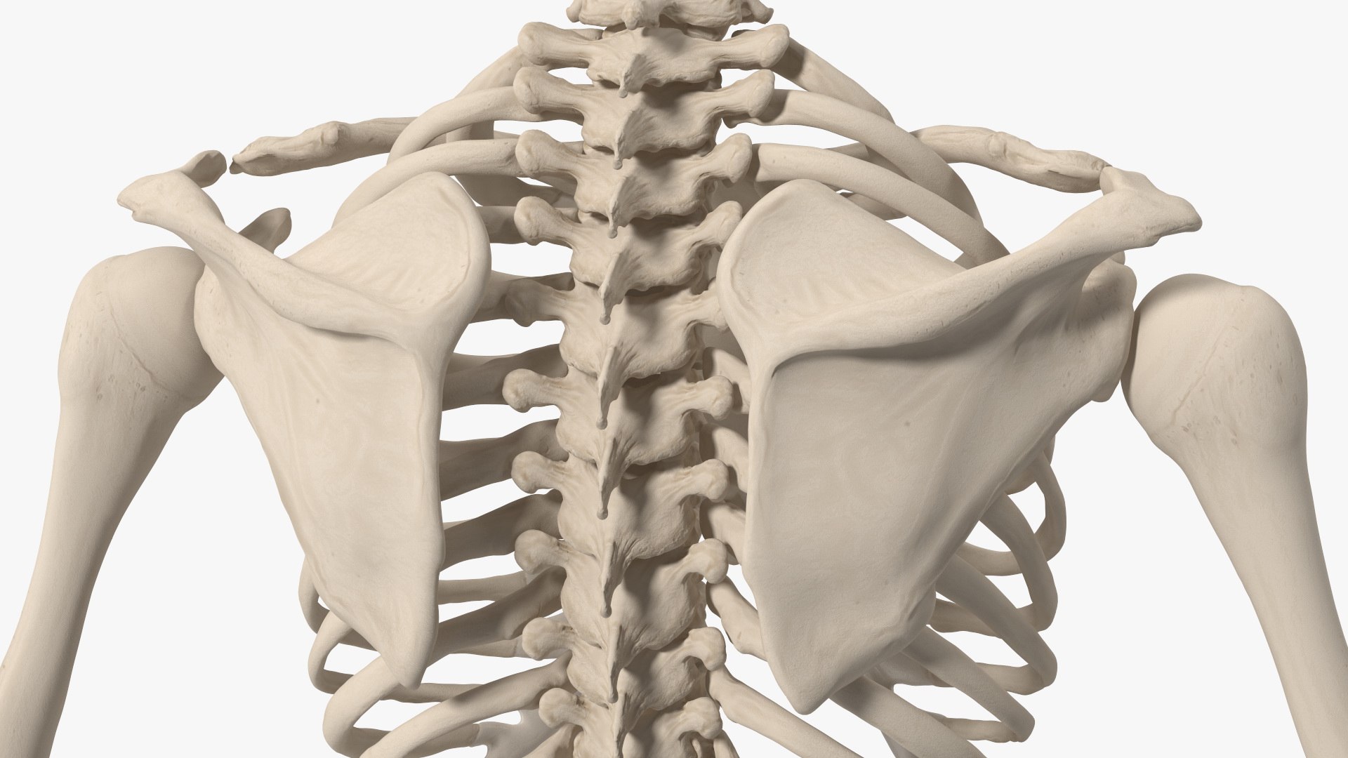 3D Boy Body Anatomy Collection model https://p.turbosquid.com/ts-thumb/xp/MsdDYy/rc/boybodyanatomycollection3dmodel084/jpg/1647438968/1920x1080/fit_q87/f86232a088d37f8dbffed950f812087c8dbd8ea6/boybodyanatomycollection3dmodel084.jpg