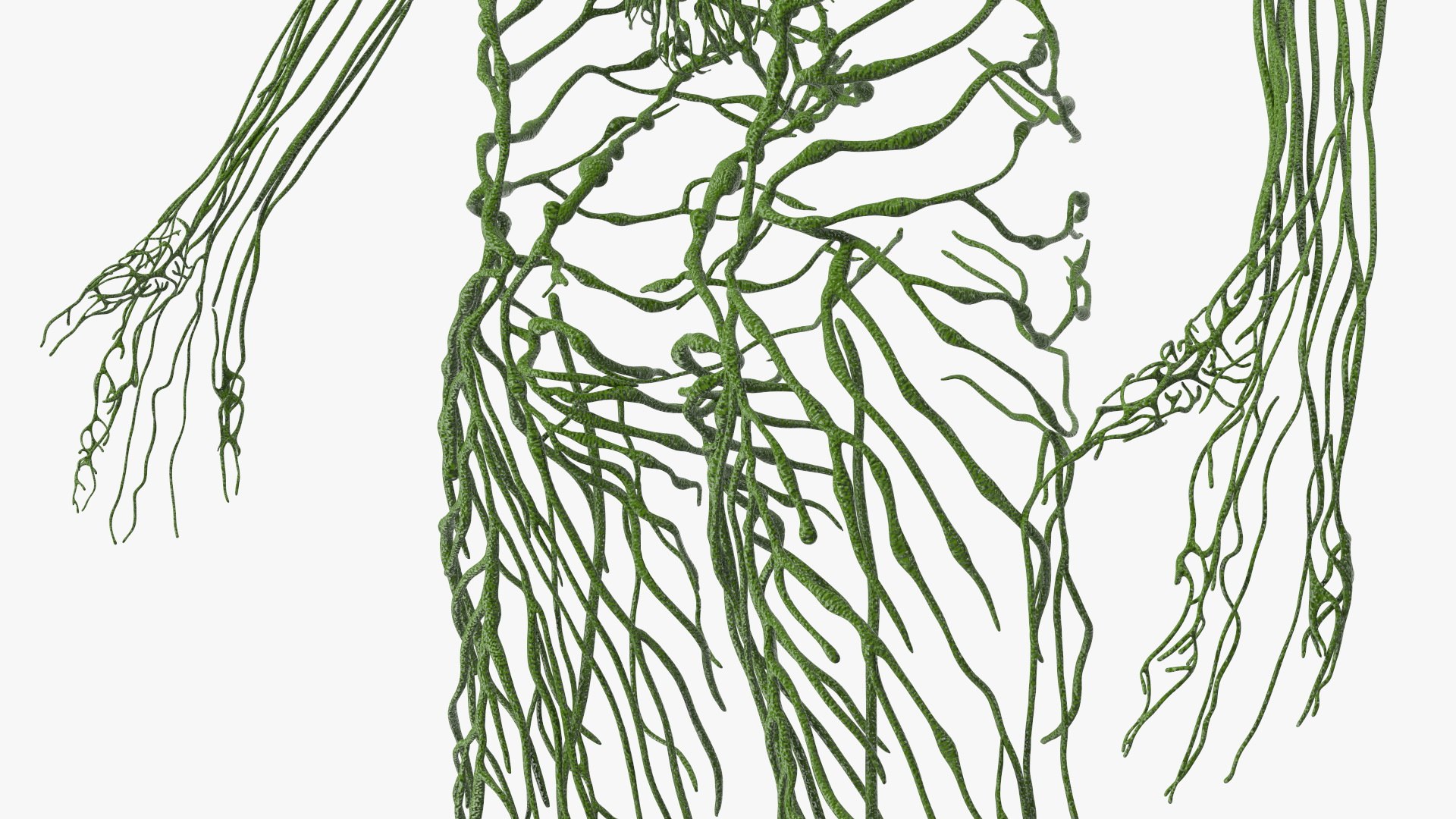 3D Boy Body Anatomy Collection model https://p.turbosquid.com/ts-thumb/xp/MsdDYy/th/boybodyanatomycollection3dmodel022/jpg/1647438771/1920x1080/fit_q87/56c632196d531eca60d627aea0994d679b63e16a/boybodyanatomycollection3dmodel022.jpg