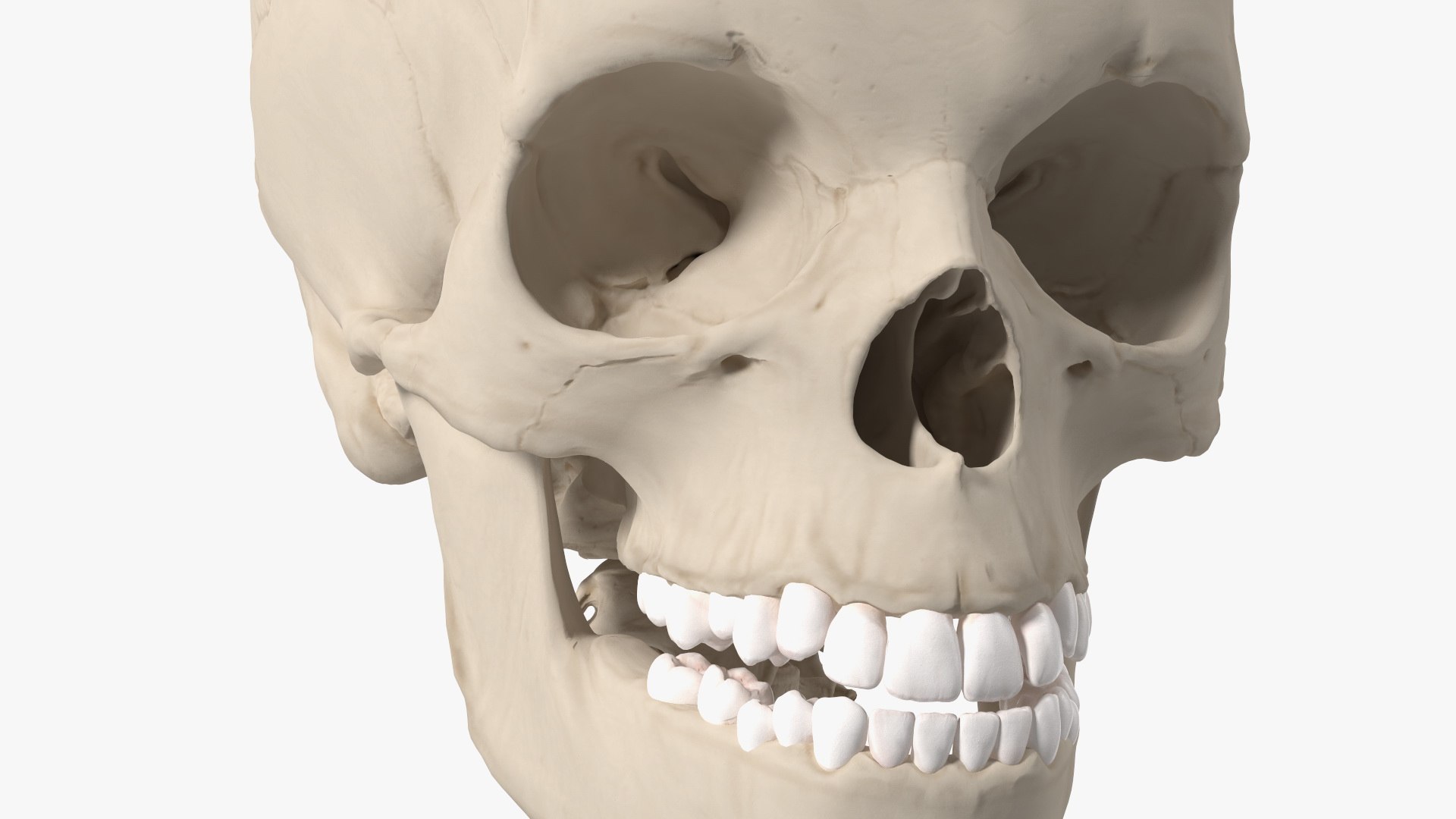 3D Boy Body Anatomy Collection model https://p.turbosquid.com/ts-thumb/xp/MsdDYy/tt/boybodyanatomycollection3dmodel081/jpg/1647438958/1920x1080/fit_q87/a3d1c01293853023554b8422ebc16e0f05daa1d3/boybodyanatomycollection3dmodel081.jpg