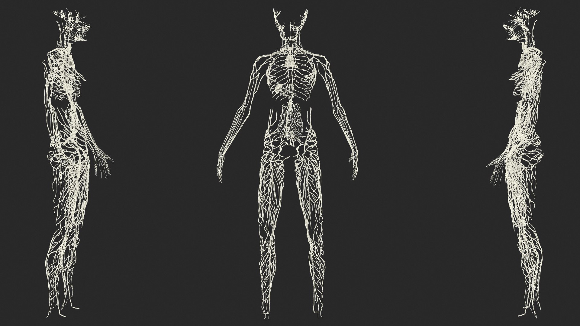 3D Boy Body Anatomy Collection model https://p.turbosquid.com/ts-thumb/xp/MsdDYy/yL/boybodyanatomycollection3dmodel087/jpg/1647438977/1920x1080/fit_q87/76dcfa4a223286295e51d76501d2aa37edf86e6c/boybodyanatomycollection3dmodel087.jpg