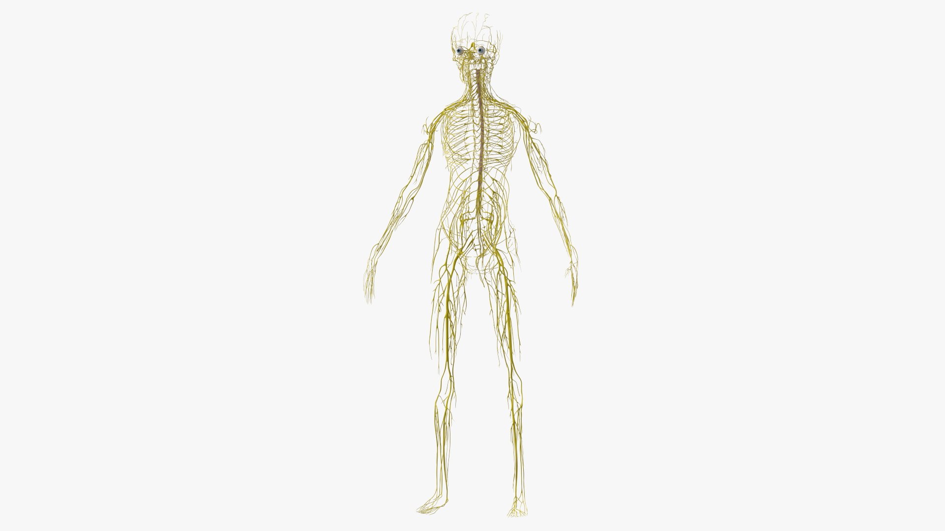3D Boy Body Anatomy Collection model https://p.turbosquid.com/ts-thumb/xp/MsdDYy/zv/boybodyanatomycollection3dmodel047/jpg/1647438854/1920x1080/fit_q87/a447a35f9a923f5259b9833ed6c9e97fcc571a5b/boybodyanatomycollection3dmodel047.jpg