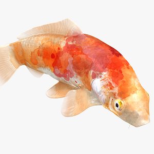 3D model Japanese Carp Fish Rigged L1732