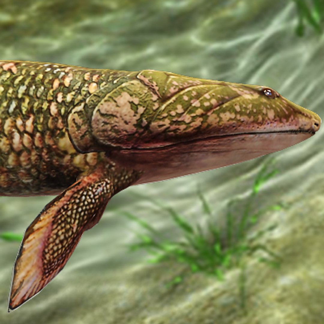 Maya Panderichthys Prehistoric Fish