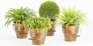 outdoor natural plants collection vol 65-Blender 3D model
