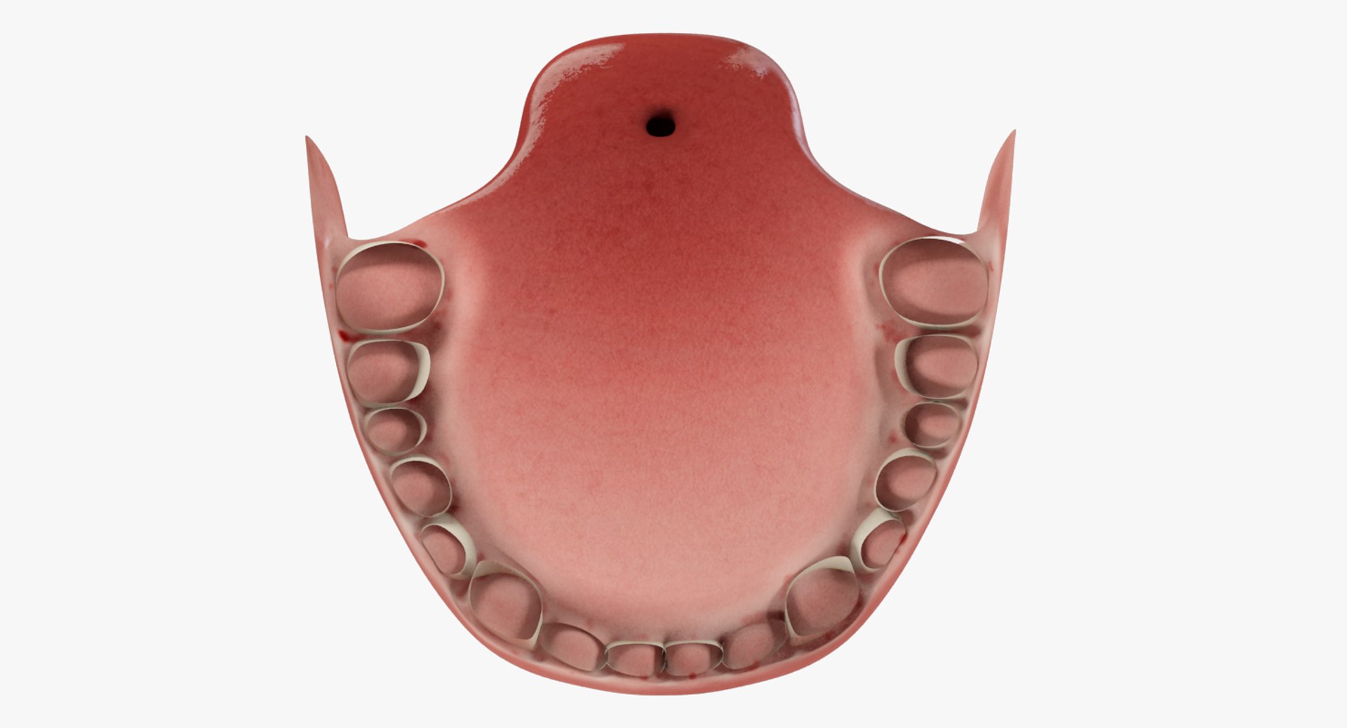 3D teeth gums tongue model https://p.turbosquid.com/ts-thumb/xq/4Pg4lD/dA3wuyba/004_06copy/png/1495216193/1920x1080/fit_q87/aec811f1923179fedd872f00366d375282580450/004_06copy.jpg