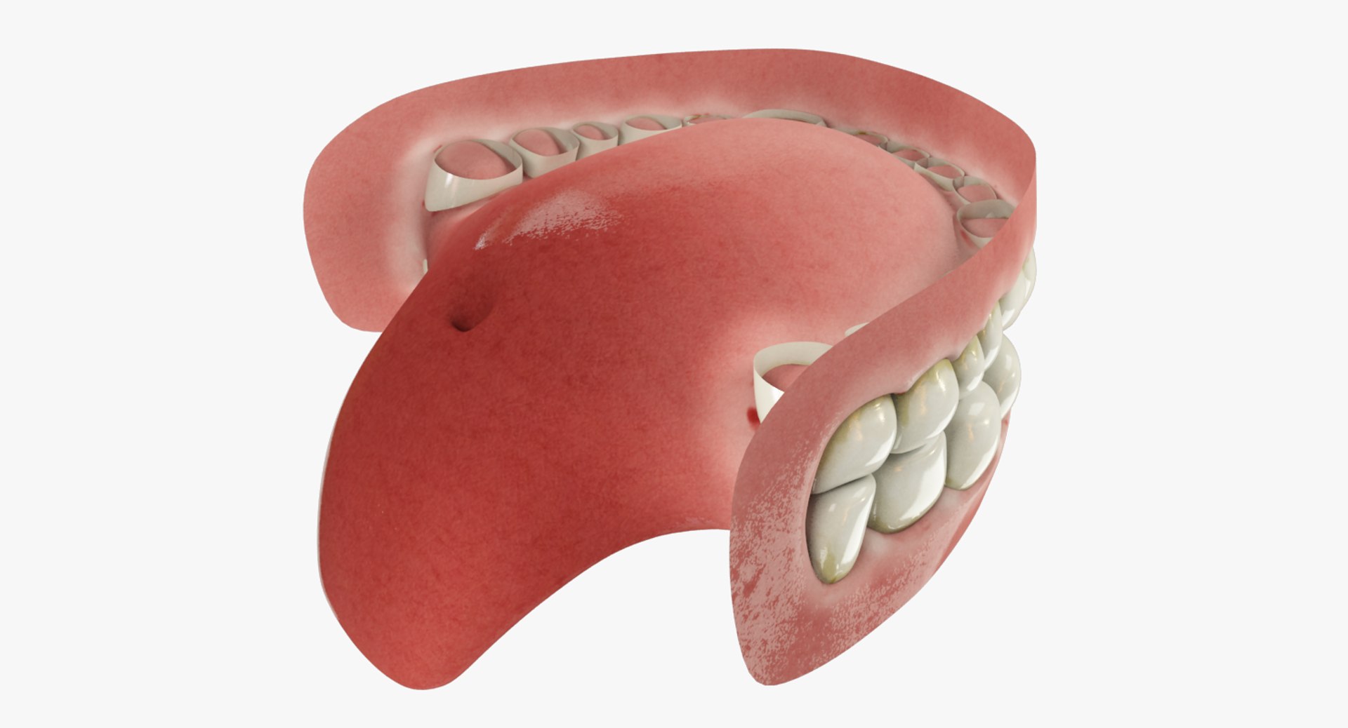 3D teeth gums tongue model https://p.turbosquid.com/ts-thumb/xq/4Pg4lD/wV5bFTs3/004_04copy/png/1495216193/1920x1080/fit_q87/afa20c4fa3784703fda7fe0d0656ddb5033e2605/004_04copy.jpg