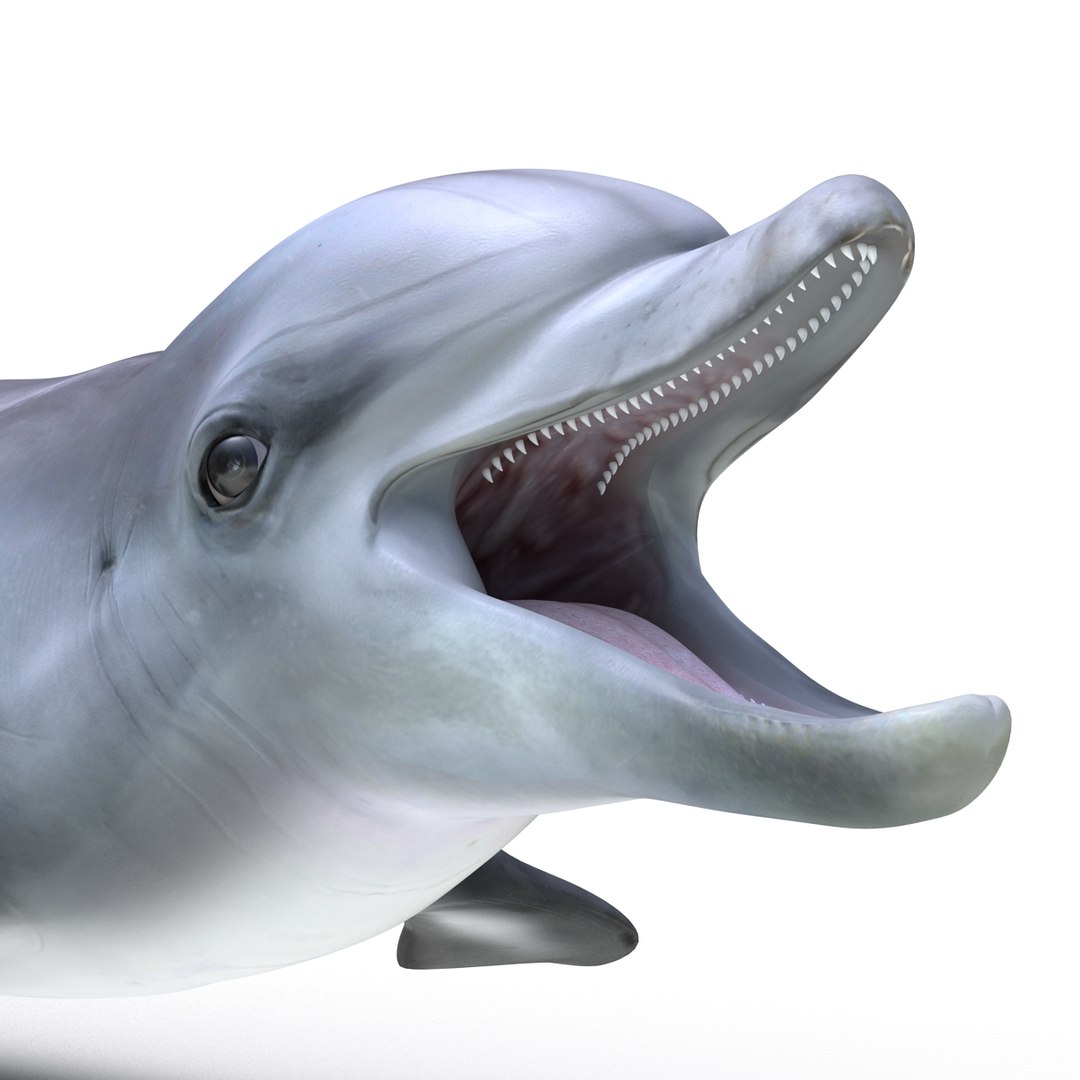 dolphin pose 3 3d 3ds https://p.turbosquid.com/ts-thumb/xq/7g1Xq0/4vYHQIcl/3dmodelofdolphin12/jpg/1450422824/1920x1080/fit_q87/c72d004938f30acbecf3cd591c288b570b5afaad/3dmodelofdolphin12.jpg