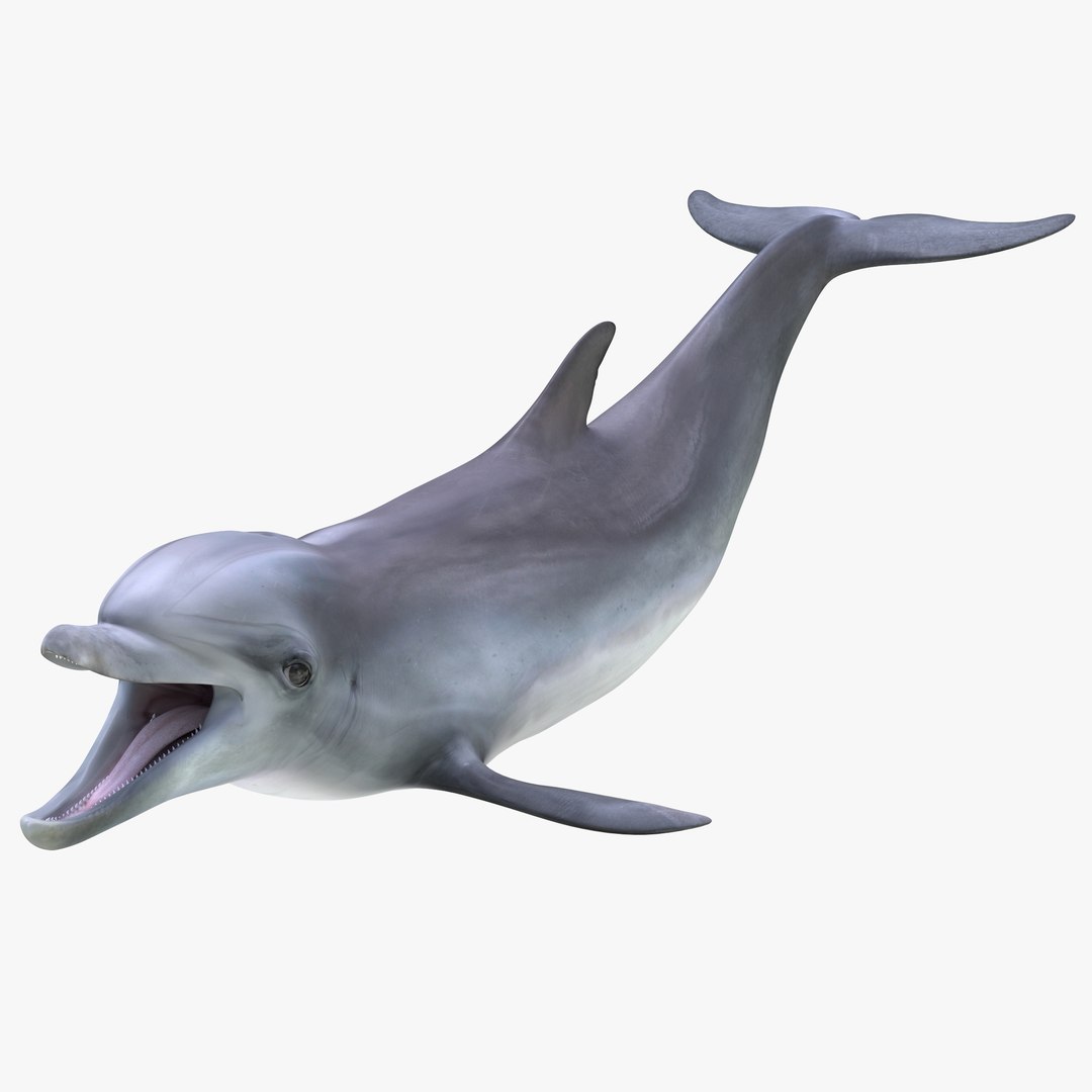 Dolphin Pose 3 3D model preview