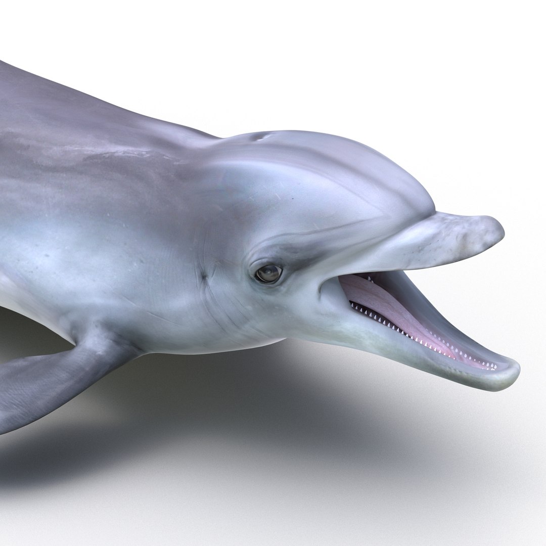 dolphin pose 3 3d 3ds https://p.turbosquid.com/ts-thumb/xq/7g1Xq0/De349c9g/3dmodelofdolphin13/jpg/1450422824/1920x1080/fit_q87/ee95a110e33c80a8360e1bca580c6d05de05d5a5/3dmodelofdolphin13.jpg