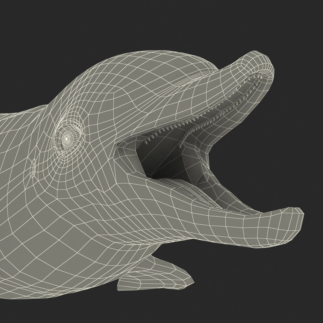 dolphin pose 3 3d 3ds https://p.turbosquid.com/ts-thumb/xq/7g1Xq0/IhmEFGjl/3dmodelofdolphin27/jpg/1450422825/1920x1080/fit_q87/402199292cc708711b68d6836b1c204b22c22350/3dmodelofdolphin27.jpg