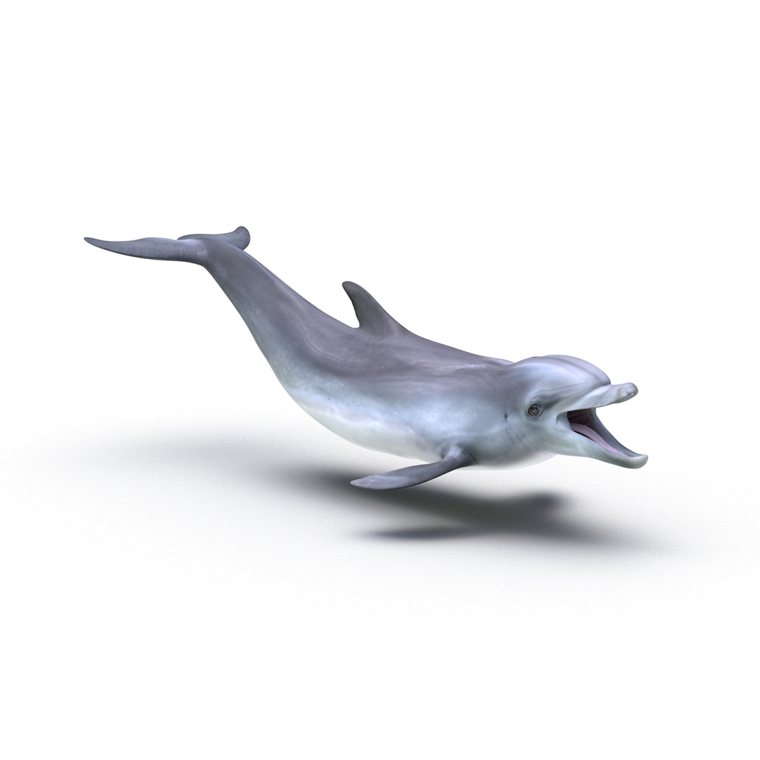dolphin pose 3 3d 3ds https://p.turbosquid.com/ts-thumb/xq/7g1Xq0/JJfc0CWd/dolphin_pose_3_360/jpg/1450422870/1920x1080/turn_fit_q99/bab19f236f7d7db99e77a69ffe43690ee46ecf6d/dolphin_pose_3_360-1.jpg