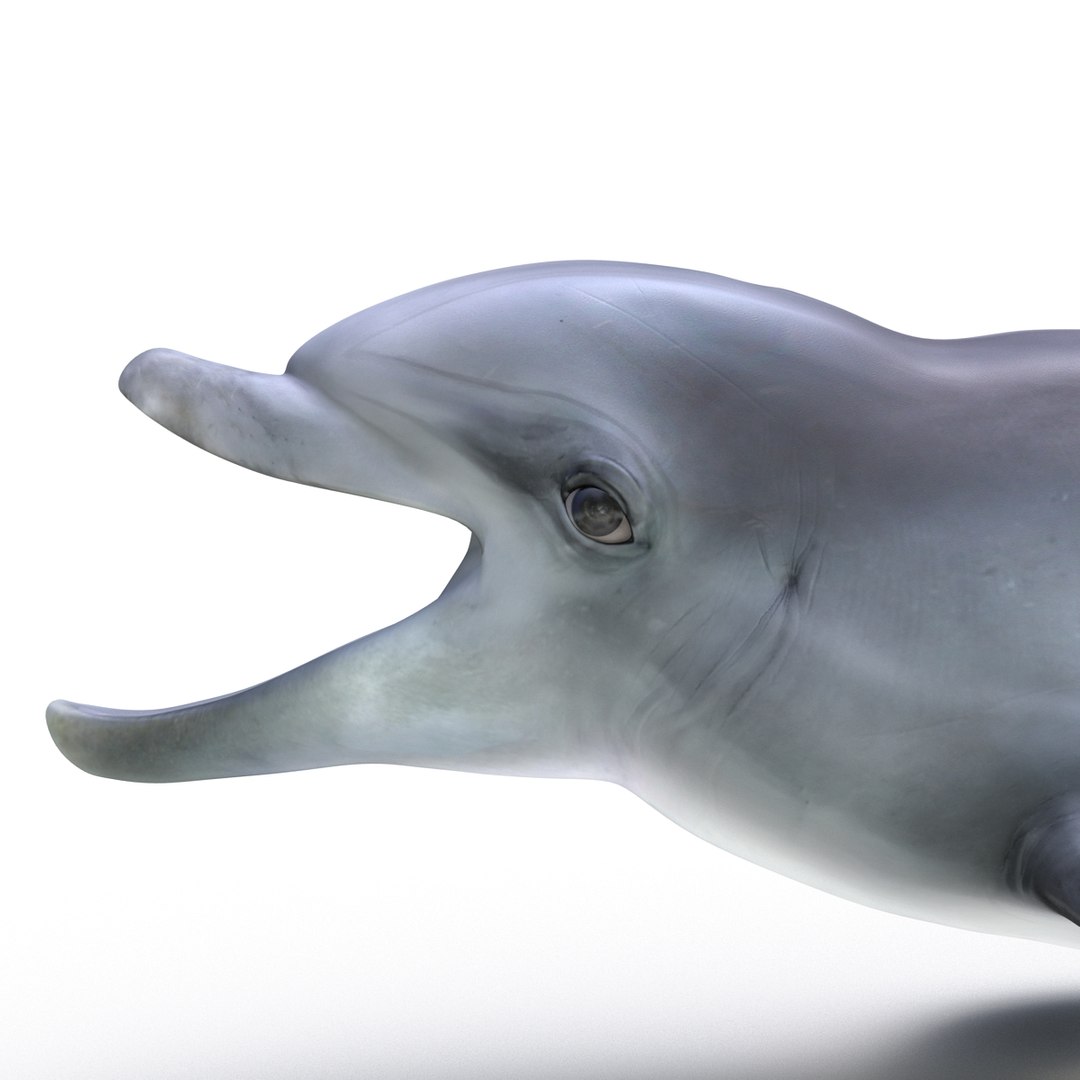 dolphin pose 3 3d 3ds https://p.turbosquid.com/ts-thumb/xq/7g1Xq0/Ll2oLfNl/3dmodelofdolphin11/jpg/1450422824/1920x1080/fit_q87/54200c09013d690e91ca0baf32187a1239630ec7/3dmodelofdolphin11.jpg