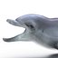 Dolphin Pose 3