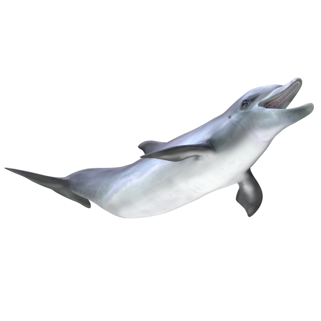 dolphin pose 3 3d 3ds https://p.turbosquid.com/ts-thumb/xq/7g1Xq0/NTtSTvaC/3dmodelofdolphin06/jpg/1450422824/1920x1080/fit_q87/9b2693abd7c75ccac52d8cf95ee69215545f8b5c/3dmodelofdolphin06.jpg