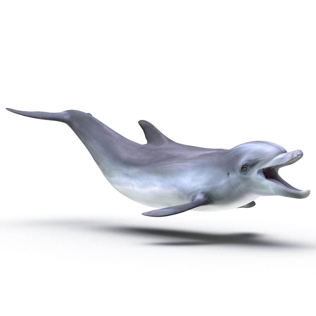 dolphin pose 3 3d 3ds https://p.turbosquid.com/ts-thumb/xq/7g1Xq0/ONairS2V/3dmodelofdolphin02/jpg/1450422824/1920x1080/fit_q87/71feb10888ace85287440e487952a0c7449ae9c8/3dmodelofdolphin02.jpg