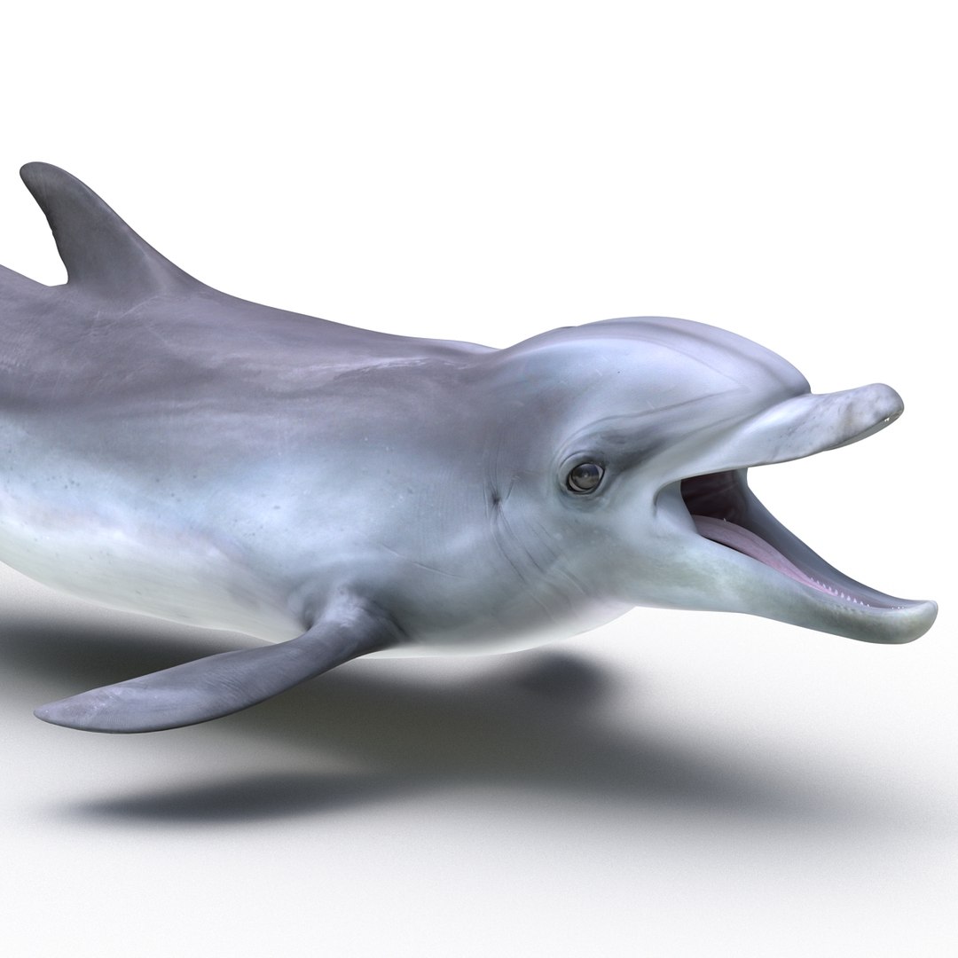 dolphin pose 3 3d 3ds https://p.turbosquid.com/ts-thumb/xq/7g1Xq0/RJsmZUOx/3dmodelofdolphin08/jpg/1450422824/1920x1080/fit_q87/2182728c57b01152a7c13046dcceafff27c1e963/3dmodelofdolphin08.jpg