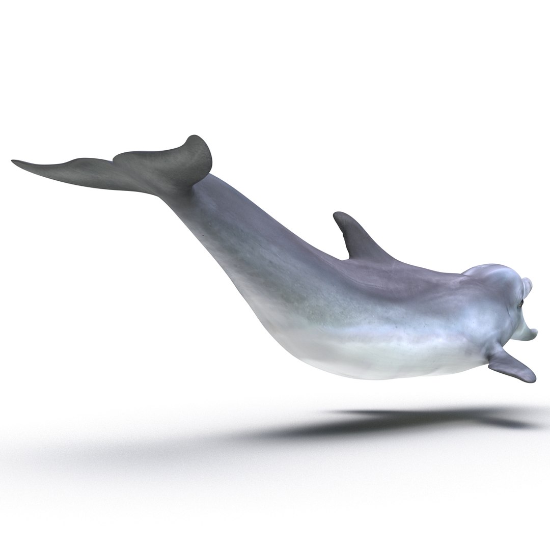 dolphin pose 3 3d 3ds https://p.turbosquid.com/ts-thumb/xq/7g1Xq0/WGDwr9ZJ/3dmodelofdolphin03/jpg/1450422824/1920x1080/fit_q87/4e5077fd493c1c2e0fcaca099bc7e053dd28ac5e/3dmodelofdolphin03.jpg
