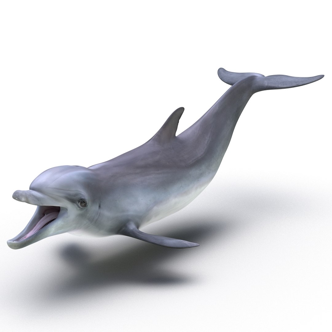 dolphin pose 3 3d 3ds https://p.turbosquid.com/ts-thumb/xq/7g1Xq0/ZM3OzC3D/3dmodelofdolphin07/jpg/1450422824/1920x1080/fit_q87/b1b9ed98853156e2b7f64f06061c7b64d7c66301/3dmodelofdolphin07.jpg