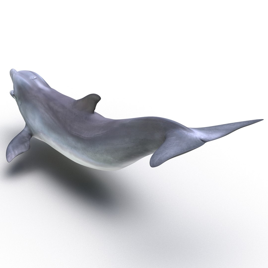 dolphin pose 3 3d 3ds https://p.turbosquid.com/ts-thumb/xq/7g1Xq0/hxKfAPk9/3dmodelofdolphin04/jpg/1450422824/1920x1080/fit_q87/b13e0c93b625d8fd2214982556e2a1a7043cf00b/3dmodelofdolphin04.jpg