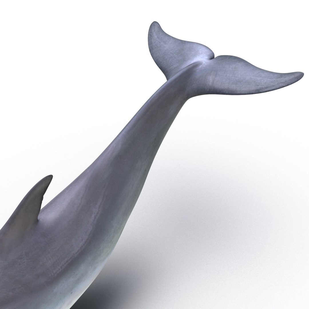 dolphin pose 3 3d 3ds https://p.turbosquid.com/ts-thumb/xq/7g1Xq0/uqjmsNew/3dmodelofdolphin10/jpg/1450422824/1920x1080/fit_q87/2438a2c589c6038d93a714e8a3935096255fb00b/3dmodelofdolphin10.jpg