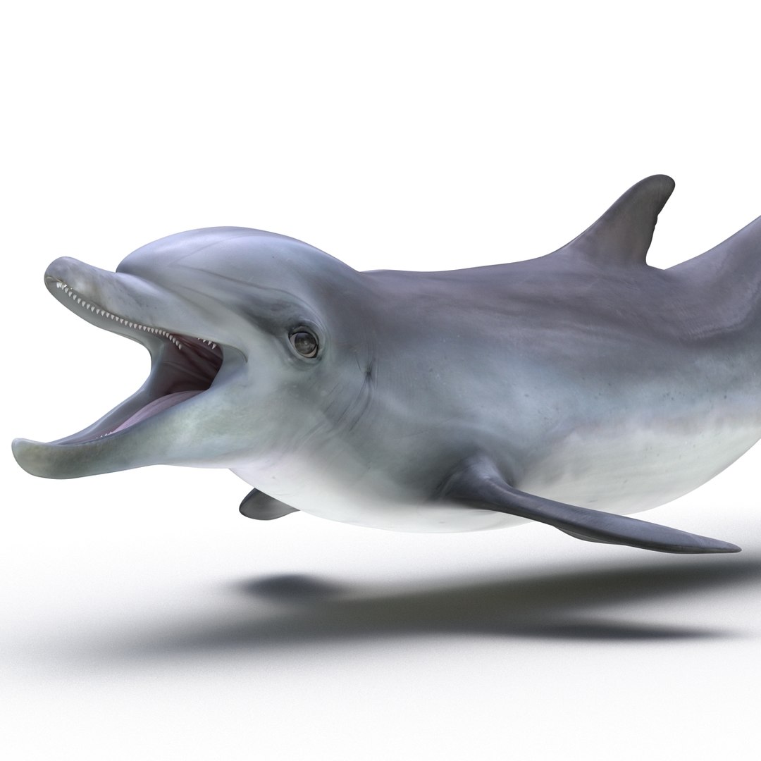 dolphin pose 3 3d 3ds https://p.turbosquid.com/ts-thumb/xq/7g1Xq0/wZbImFqY/3dmodelofdolphin09/jpg/1450422824/1920x1080/fit_q87/96f38c9d22ef96aa27a306453095a321f789bc16/3dmodelofdolphin09.jpg