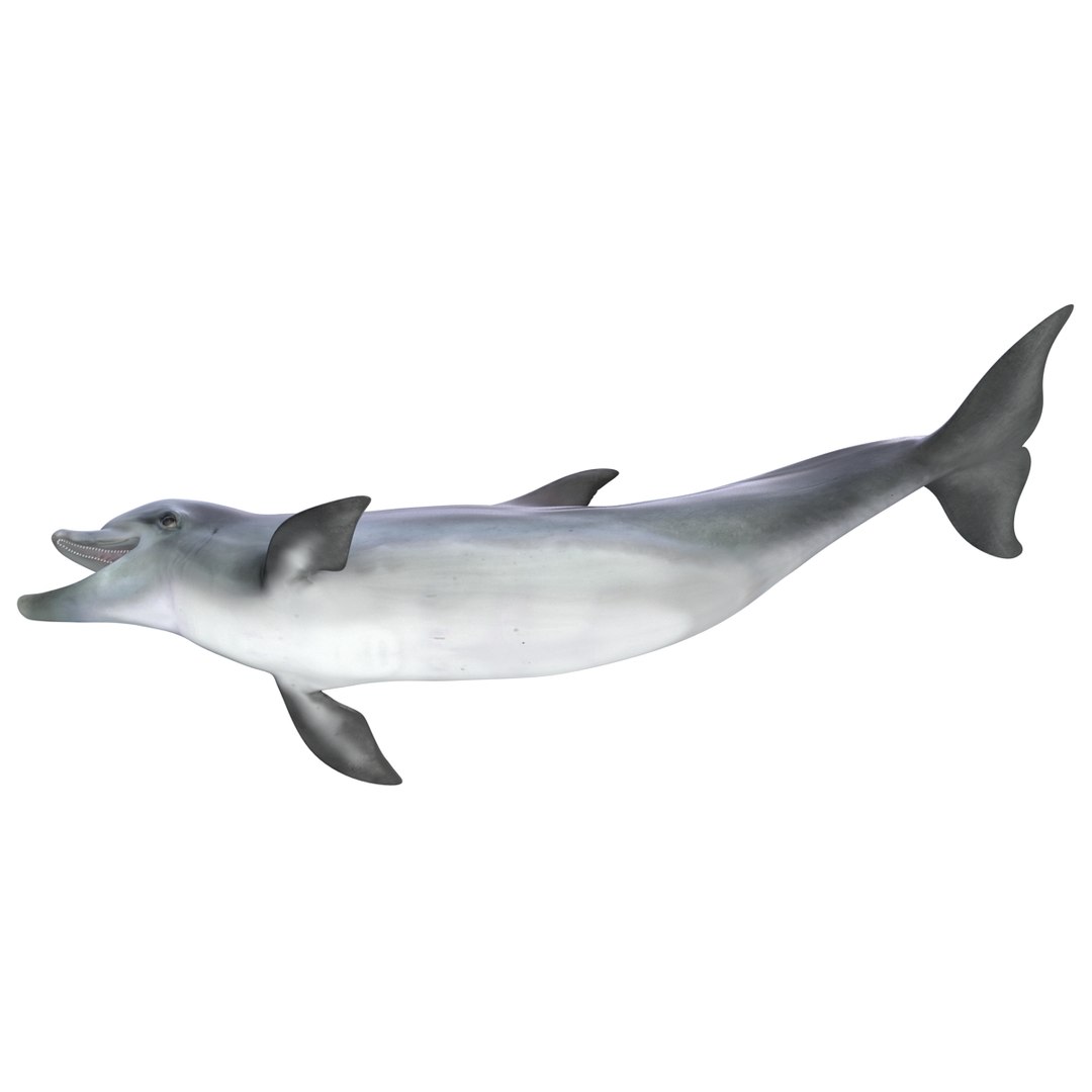 dolphin pose 3 3d 3ds https://p.turbosquid.com/ts-thumb/xq/7g1Xq0/zlzMxep9/3dmodelofdolphin05/jpg/1450422824/1920x1080/fit_q87/d834d6e2fc28808a53b6c871ffd68f71cae8f199/3dmodelofdolphin05.jpg