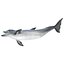Dolphin Pose 3