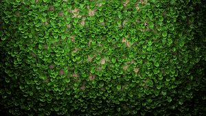 ivy wall 3D model