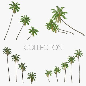 Coconut palm tree Collection - Low Poly
