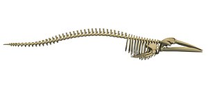 fin whale skeleton model