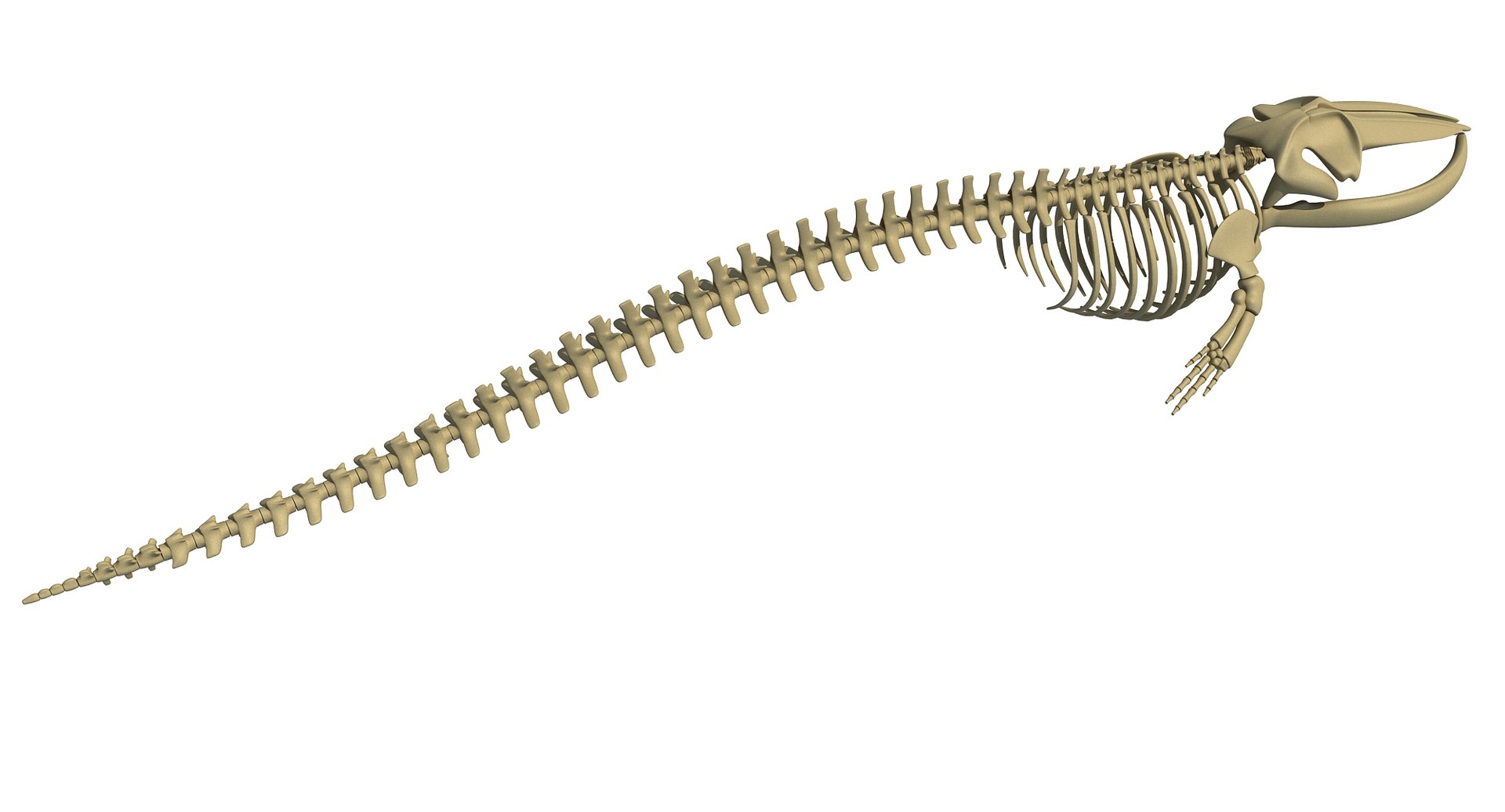 Fin Whale Skeleton Model - TurboSquid 1254465