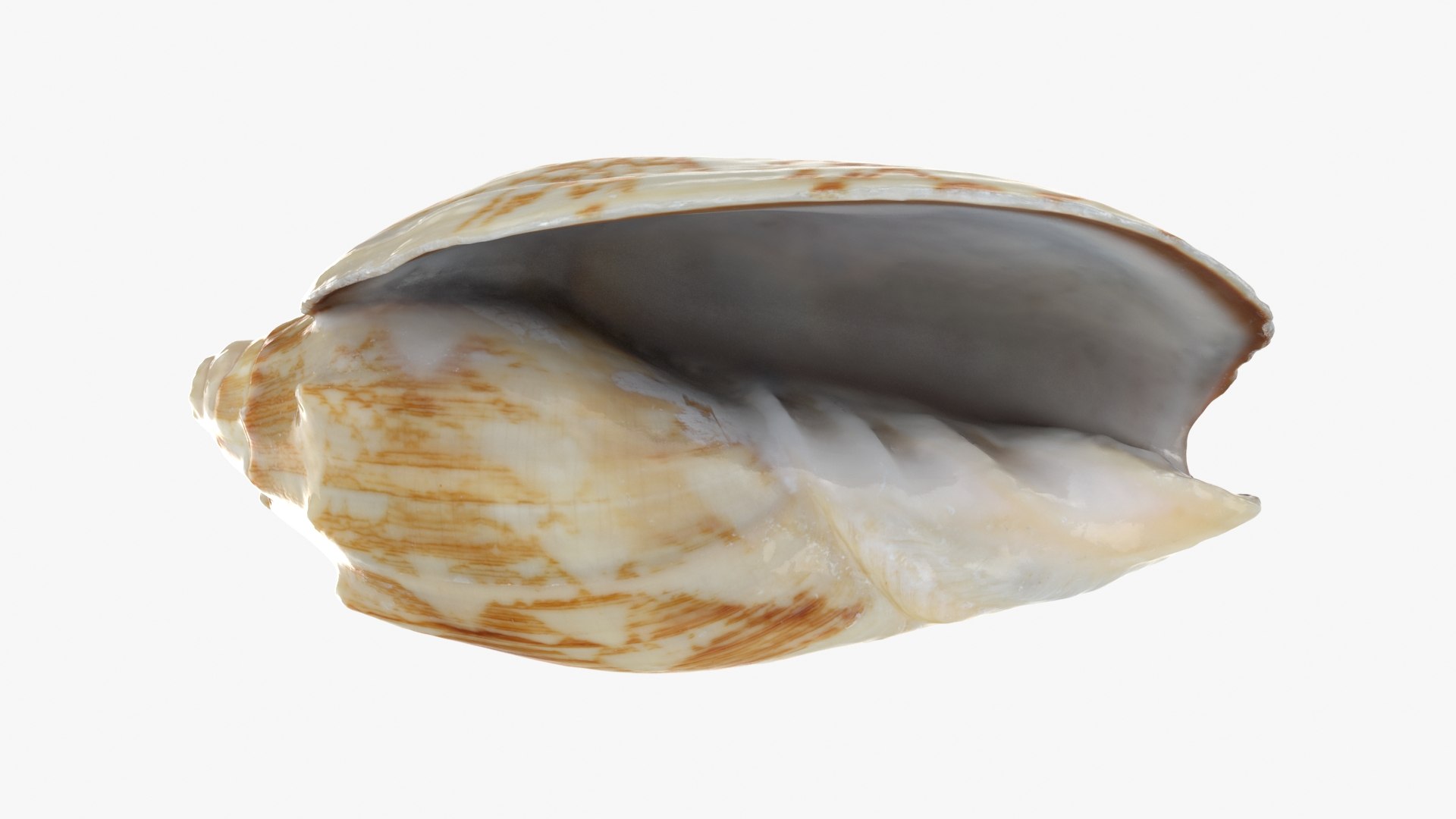 3D Cymbiola Mariaemma model https://p.turbosquid.com/ts-thumb/xq/TJY80R/71/cymbiolamariaemma_b0022/jpg/1728761258/1920x1080/fit_q87/74fa41f7e4b8cd3edc4ac5771747930cc47ca41c/cymbiolamariaemma_b0022.jpg