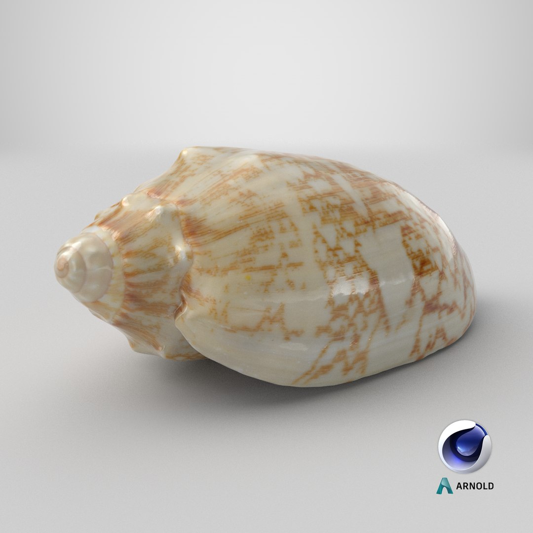 3D Cymbiola Mariaemma model https://p.turbosquid.com/ts-thumb/xq/TJY80R/Cq/stemcell_cinema_4d_arnold_render/png/1729692116/1920x1080/fit_q87/ffd317ef672904adddaec948e2ed44cd4107dbb8/stemcell_cinema_4d_arnold_render.jpg