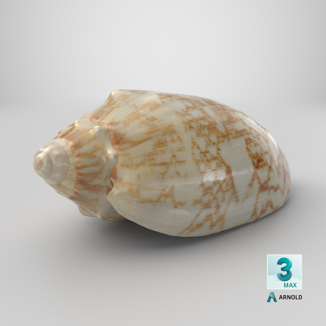 3D Cymbiola Mariaemma model https://p.turbosquid.com/ts-thumb/xq/TJY80R/OQ/stemcell_max_arnold_render/png/1729692125/1920x1080/fit_q87/5e5f74890a42a1da7873edc419c4e114ae33ca8f/stemcell_max_arnold_render.jpg