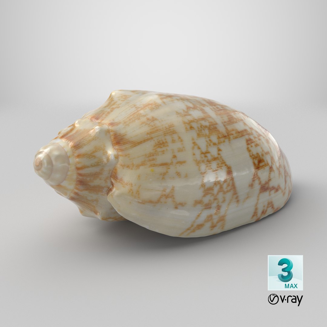 3D Cymbiola Mariaemma model https://p.turbosquid.com/ts-thumb/xq/TJY80R/ZR/stemcell_max_vray_render/png/1729692122/1920x1080/fit_q87/5b17a1122367de6de3149a286eb05be5c4d7dbfc/stemcell_max_vray_render.jpg