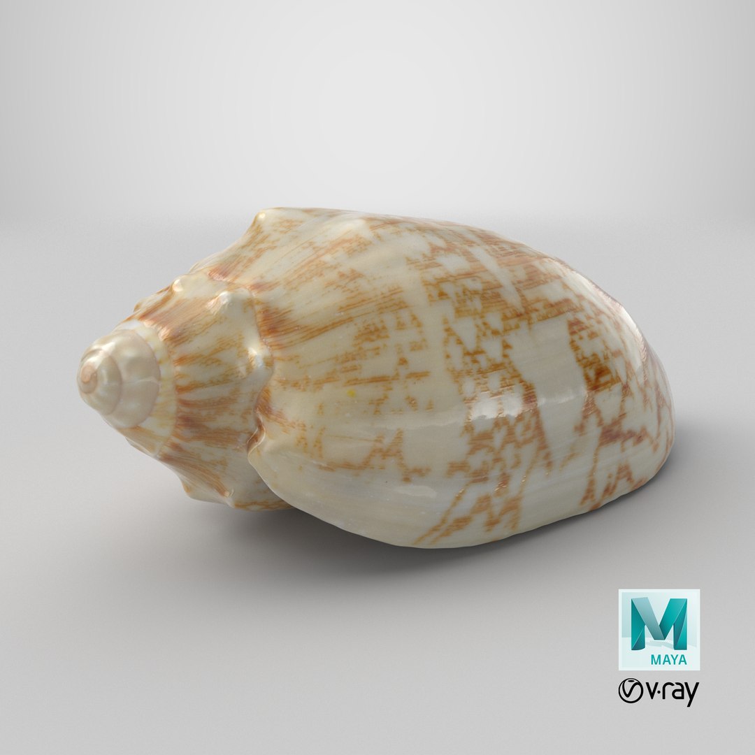 3D Cymbiola Mariaemma model https://p.turbosquid.com/ts-thumb/xq/TJY80R/aF/stemcell_maya_vray_render/png/1729692113/1920x1080/fit_q87/5a4feb88349bb43d678bcb1b1dbf97beae595ace/stemcell_maya_vray_render.jpg